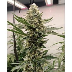 Green Papaya, Фасовка: 5